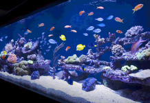 Un casino hacké à travers le thermomètre connecté de son aquarium